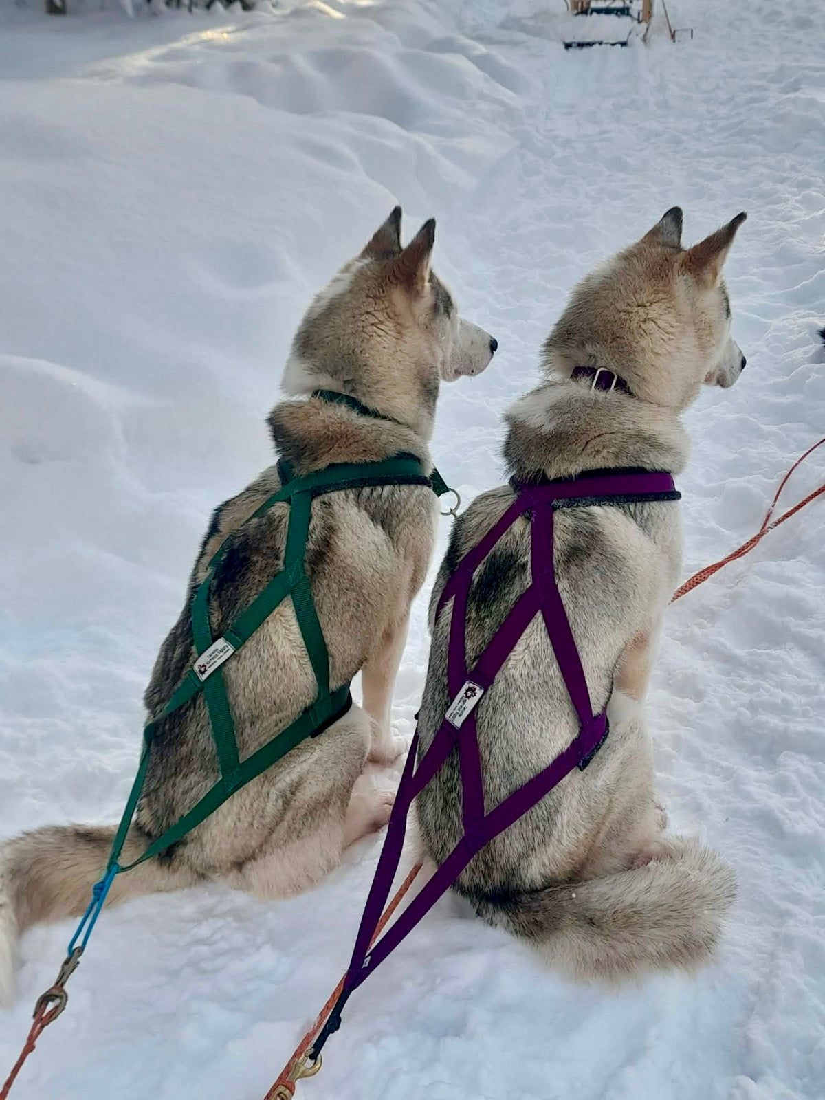 Rendezvous X-Back Harness