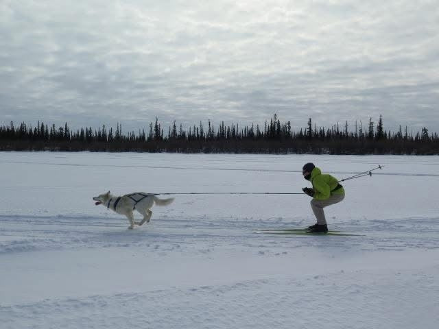 Skijoring