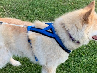 Adventure Harness