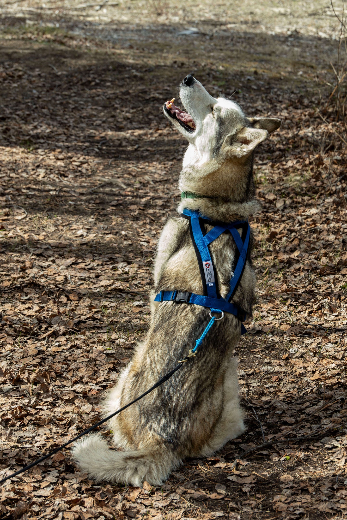 Adventure Harness