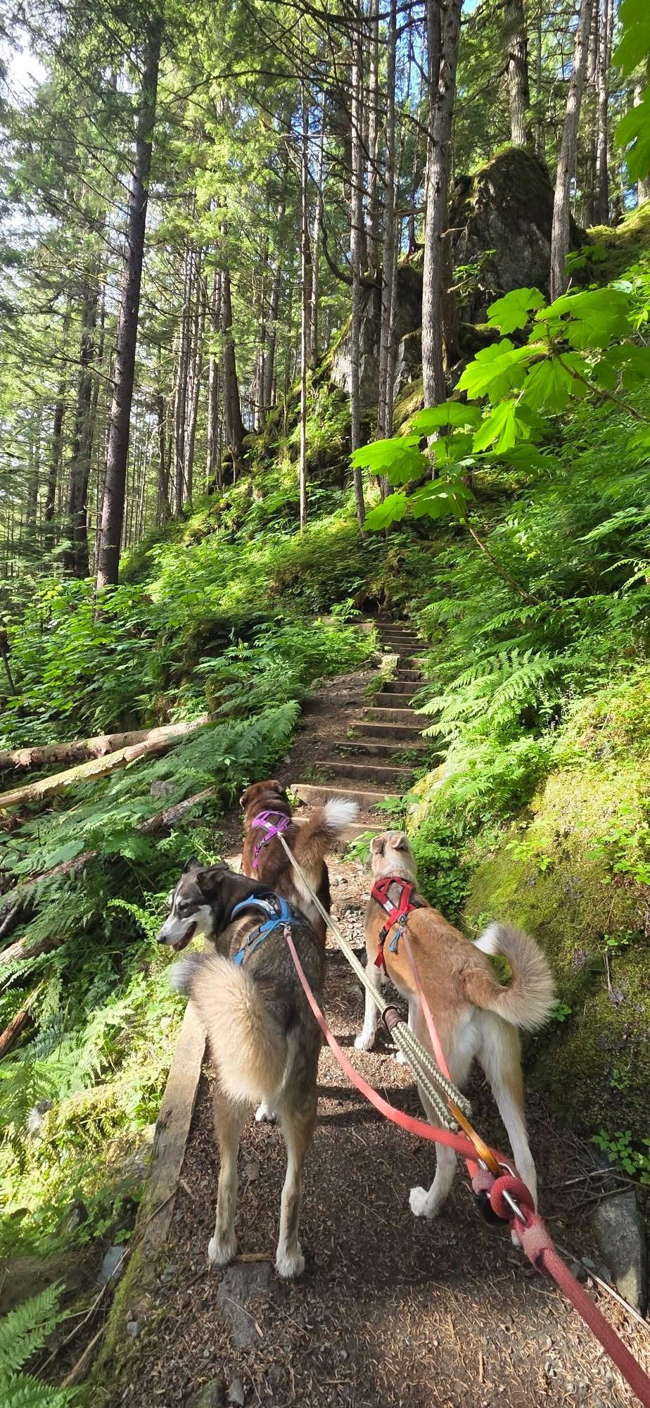 Adventure Harness